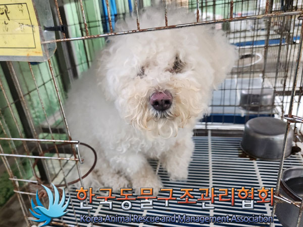 한국동물구조관리협회_441382202300518